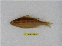 藏品(四線列牙鯻)的圖片